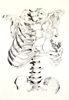 ribcage in graphite