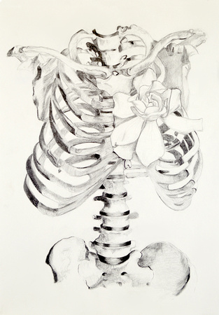 ribcage in graphite