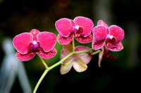 Natural Life Photography