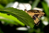 Butterfly 1